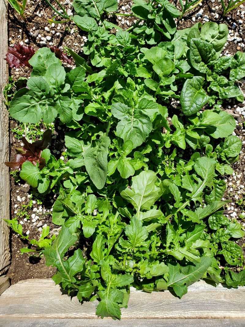 Arugula Growing Fast Before The Heavy Rains Arugula Growing Fast Before The Heavy Rains
