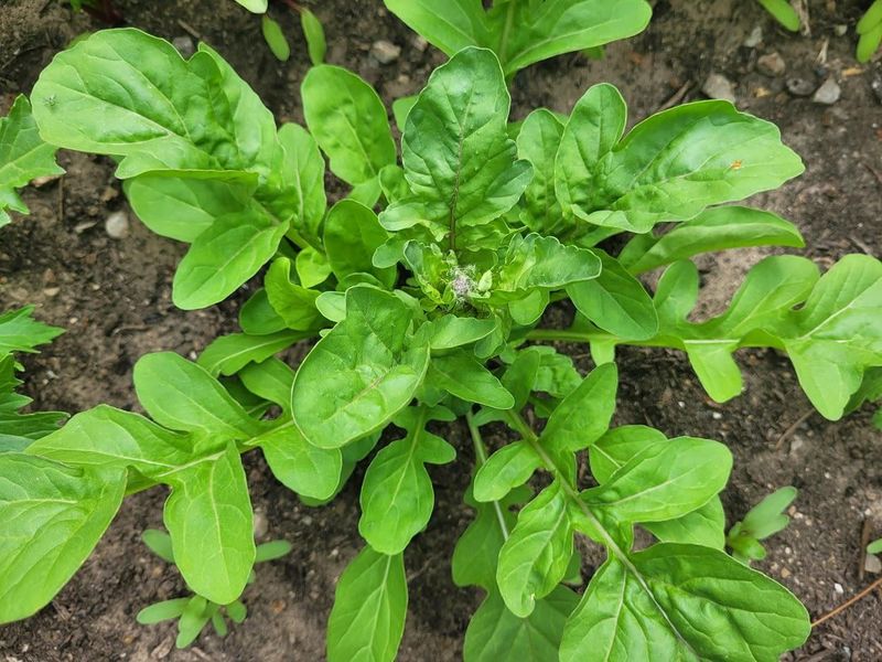 Arugula Growing Fast Before Winter Slows It Down