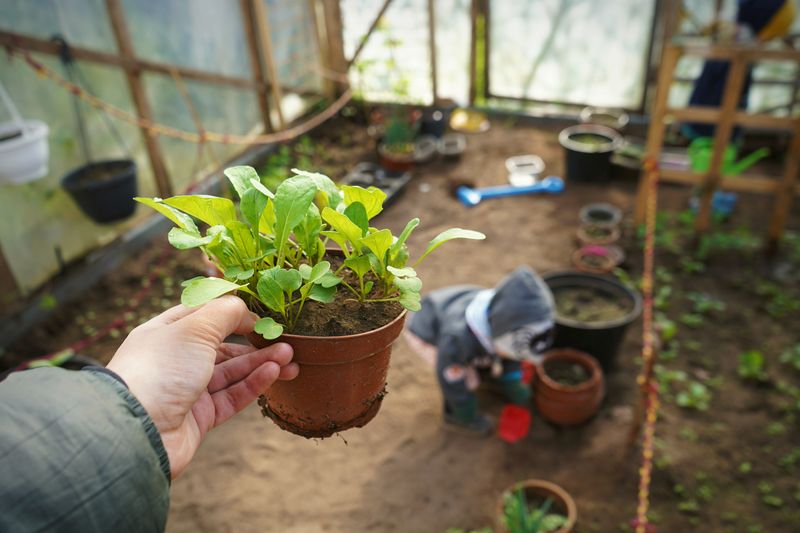 Arugula Grows Well In Shorter Days