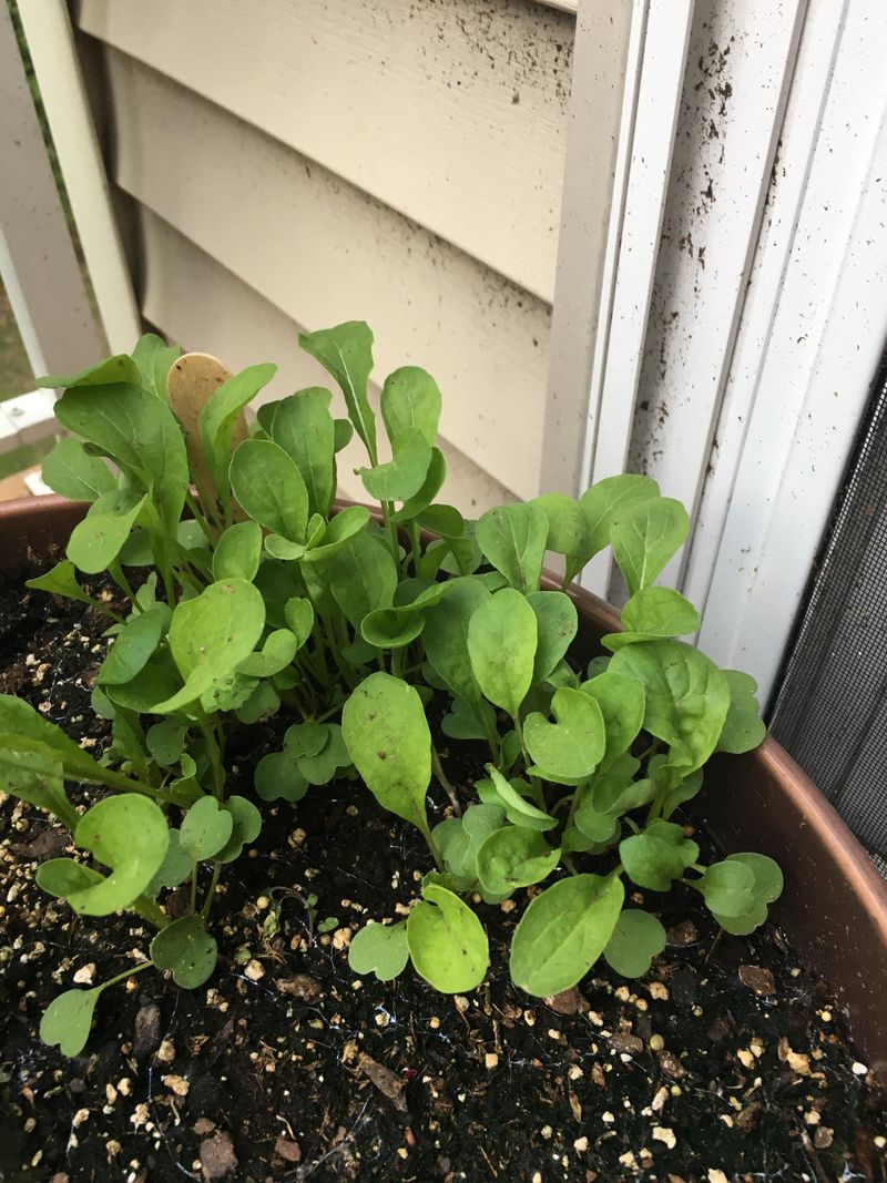 Arugula Loving The Shift Toward Cooler Weather Arugula Loving The Shift Toward Cooler Weather