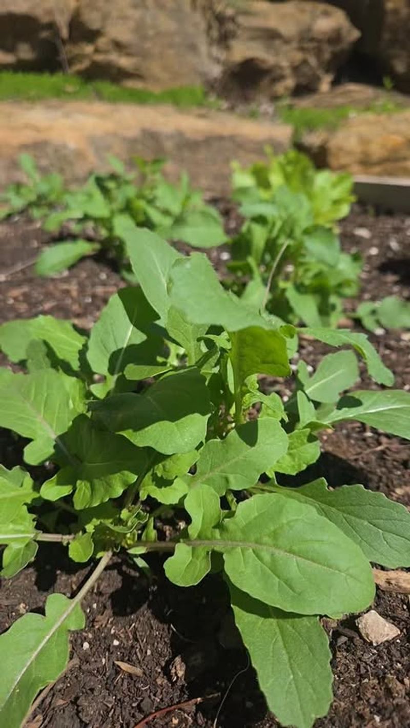 Arugula Produces Tender Leaves In Mild Weather Arugula Produces Tender Leaves In Mild Weather