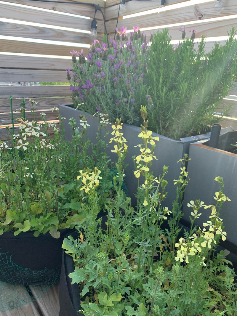 Arugula Quickly Sends Up Flower Stalks