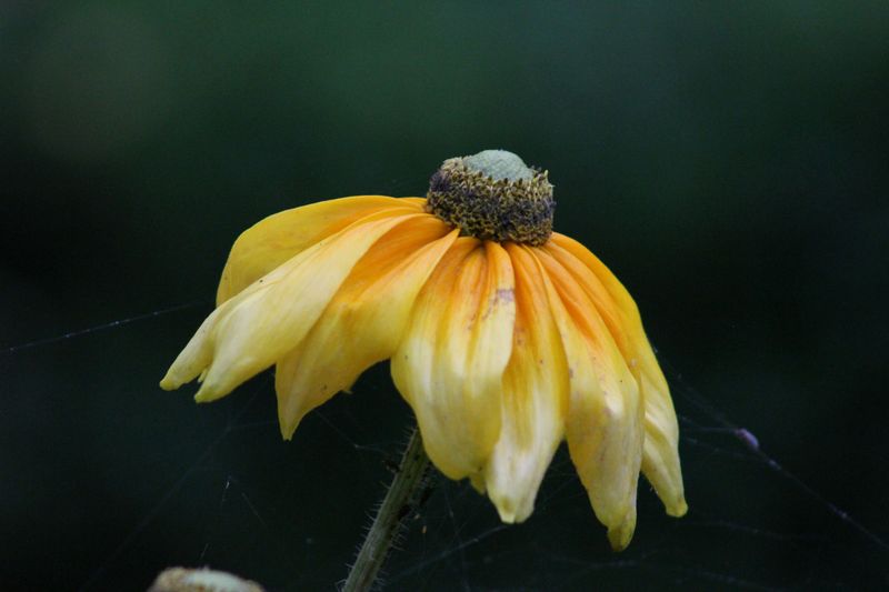 As Petals Begin To Droop As Petals Begin To Droop