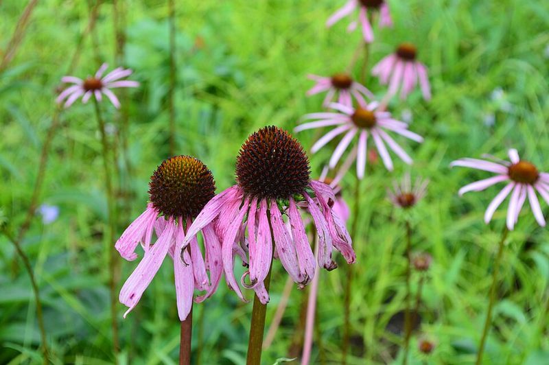 As Soon As Seed Heads Begin Forming As Soon As Seed Heads Begin Forming