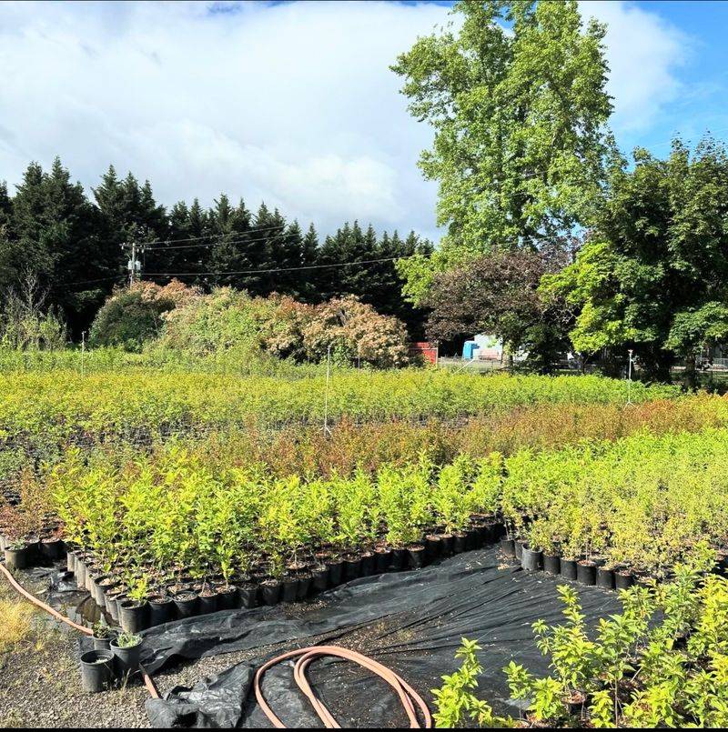 Ash Creek Forest Management Native Nursery - Cornelius, Oregon Ash Creek Forest Management Native Nursery - Cornelius, Oregon