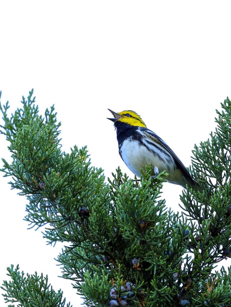 Ashe Juniper