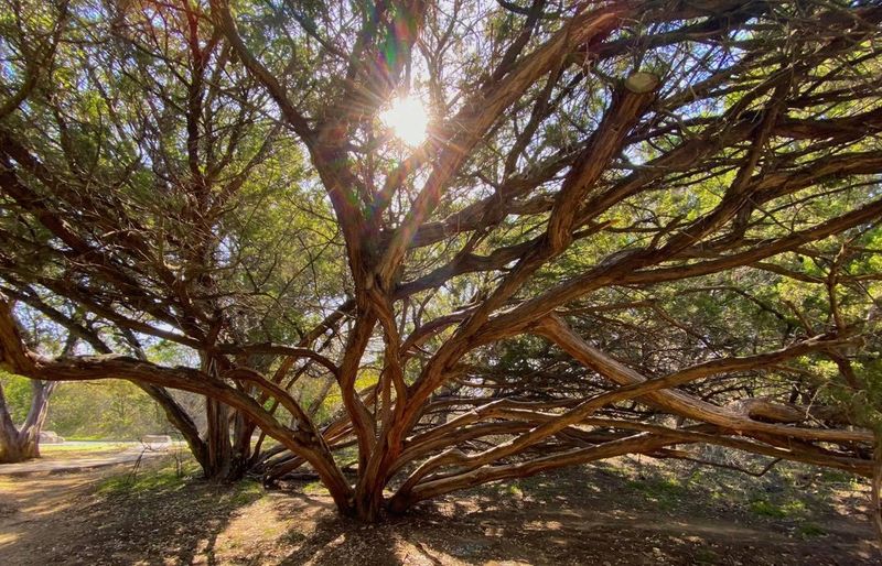 Ashe Juniper Ashe Juniper