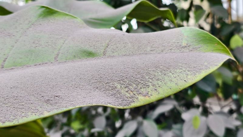 Ashy Leaves May Struggle To Photosynthesize Normally