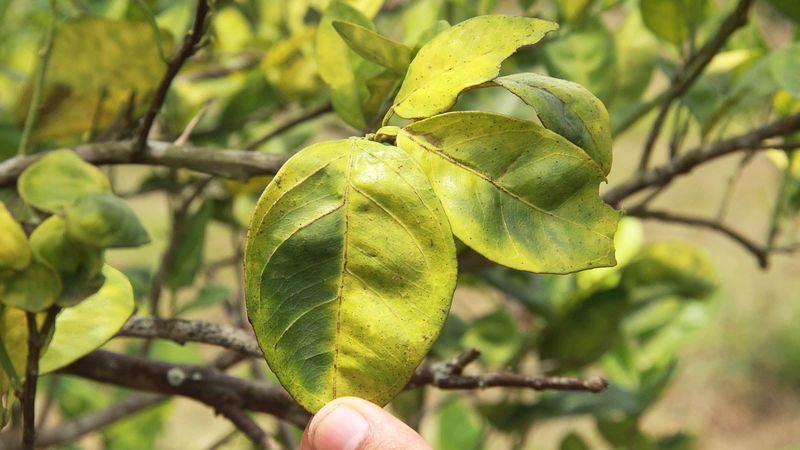 Asian Citrus Psyllids Are Most Active After Rain