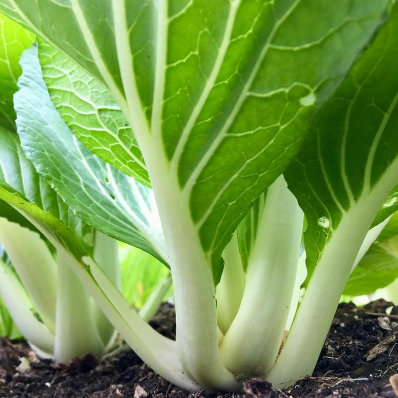 Asian Greens Bring Speedy Flavor Asian Greens Bring Speedy Flavor