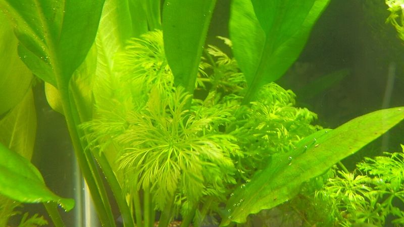 Asian Marshweed Entered The 2023 Plant Ban