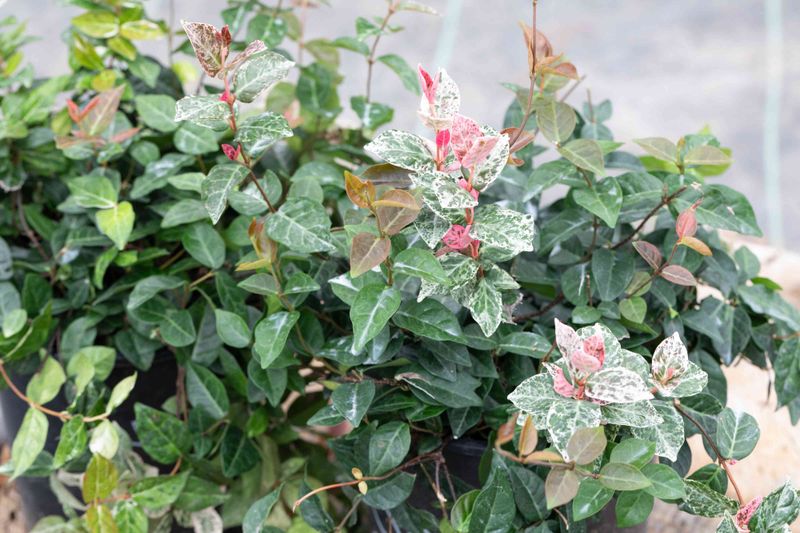 Asiatic Jasmine Builds A Hidden Highway At Ground Level