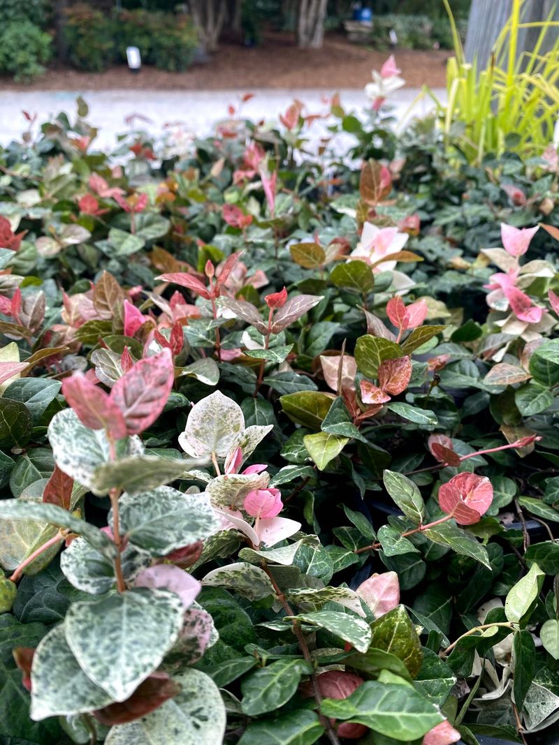 Asiatic Jasmine Can Hide More Than Bare Ground