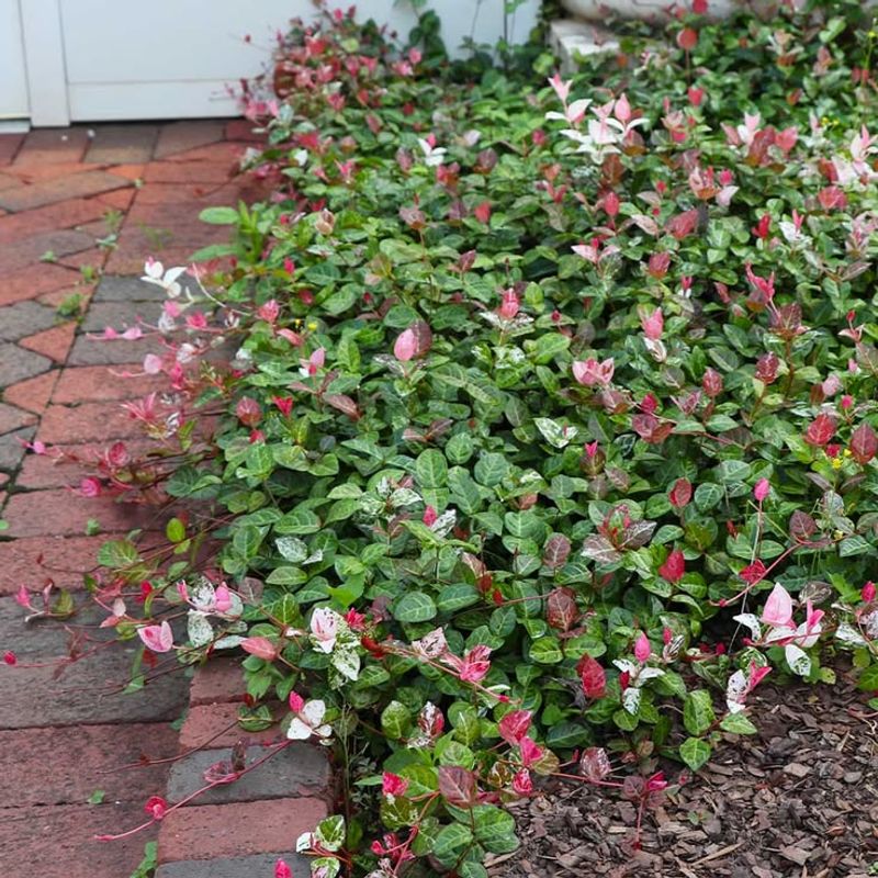 Asiatic Jasmine Shows How Quickly Cover Can Become Impenetrable