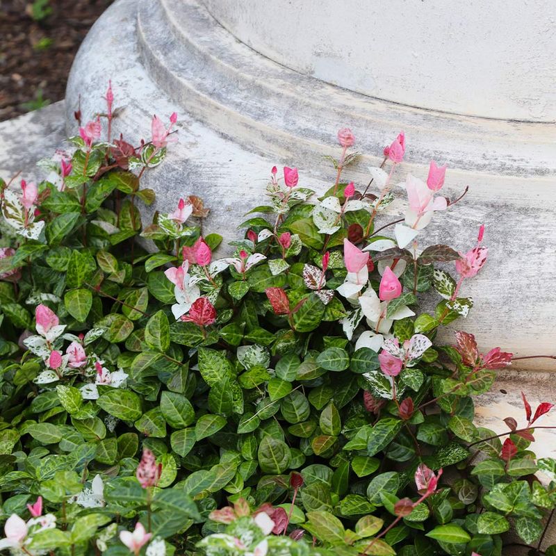 Asiatic Jasmine