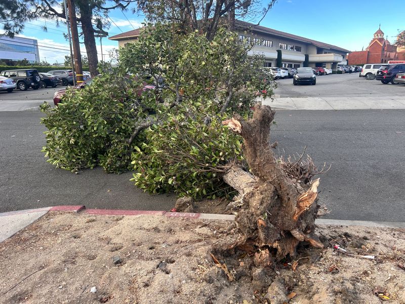 Ask Who Handles Emergency Trees