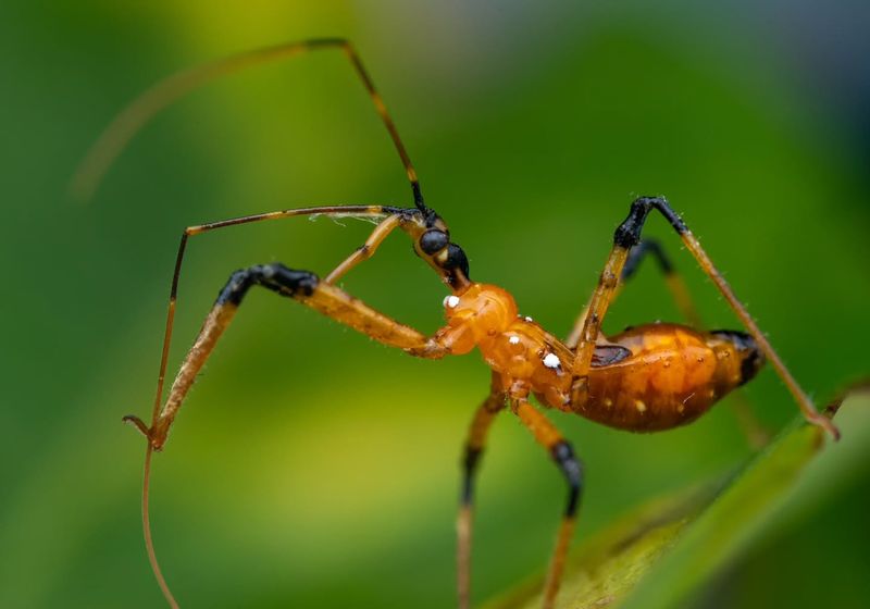 Assassin Bugs As Beneficial Garden Predators Assassin Bugs As Beneficial Garden Predators