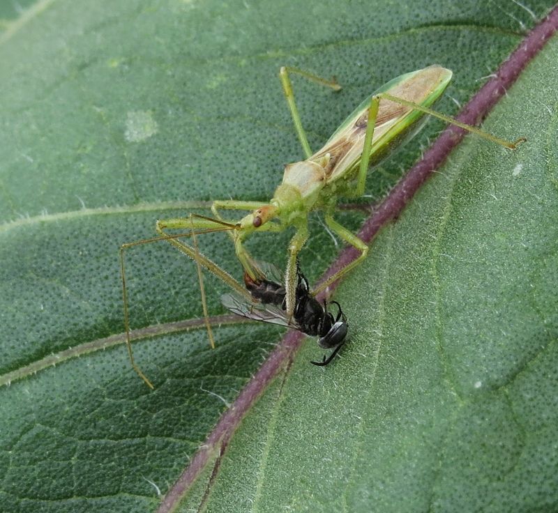 Assassin Bugs Following Available Prey Assassin Bugs Following Available Prey