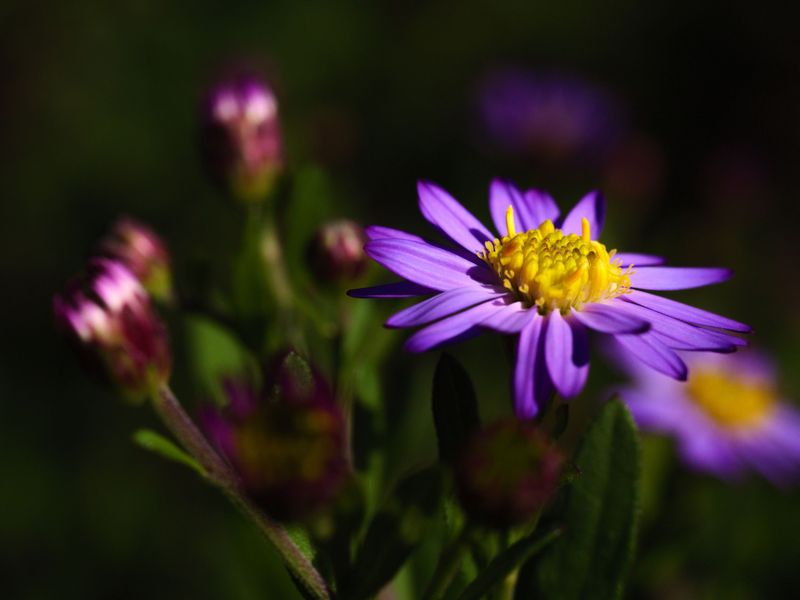 Aster Aster
