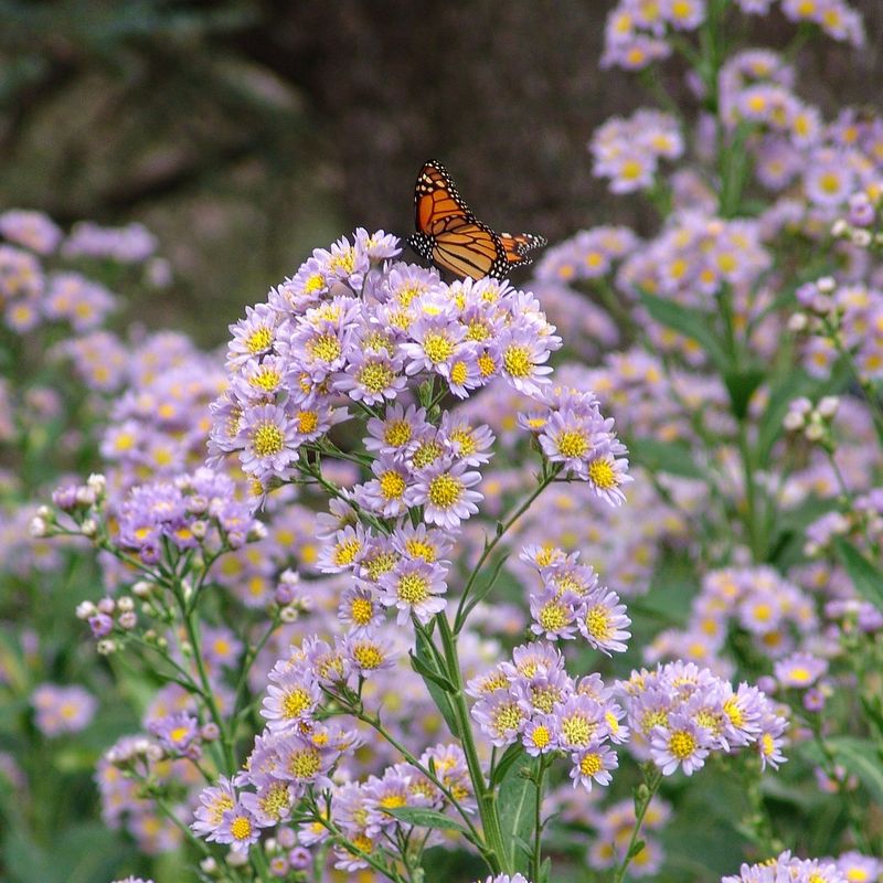 Asters Asters