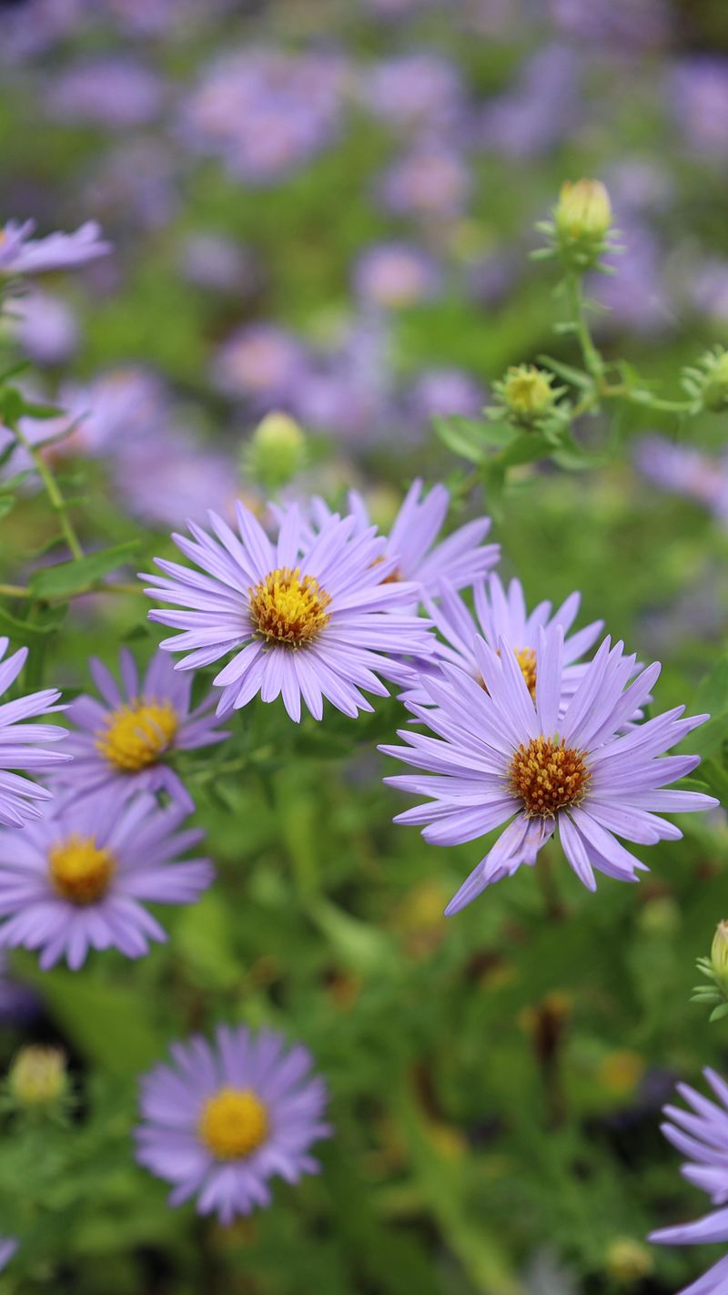 Asters Asters