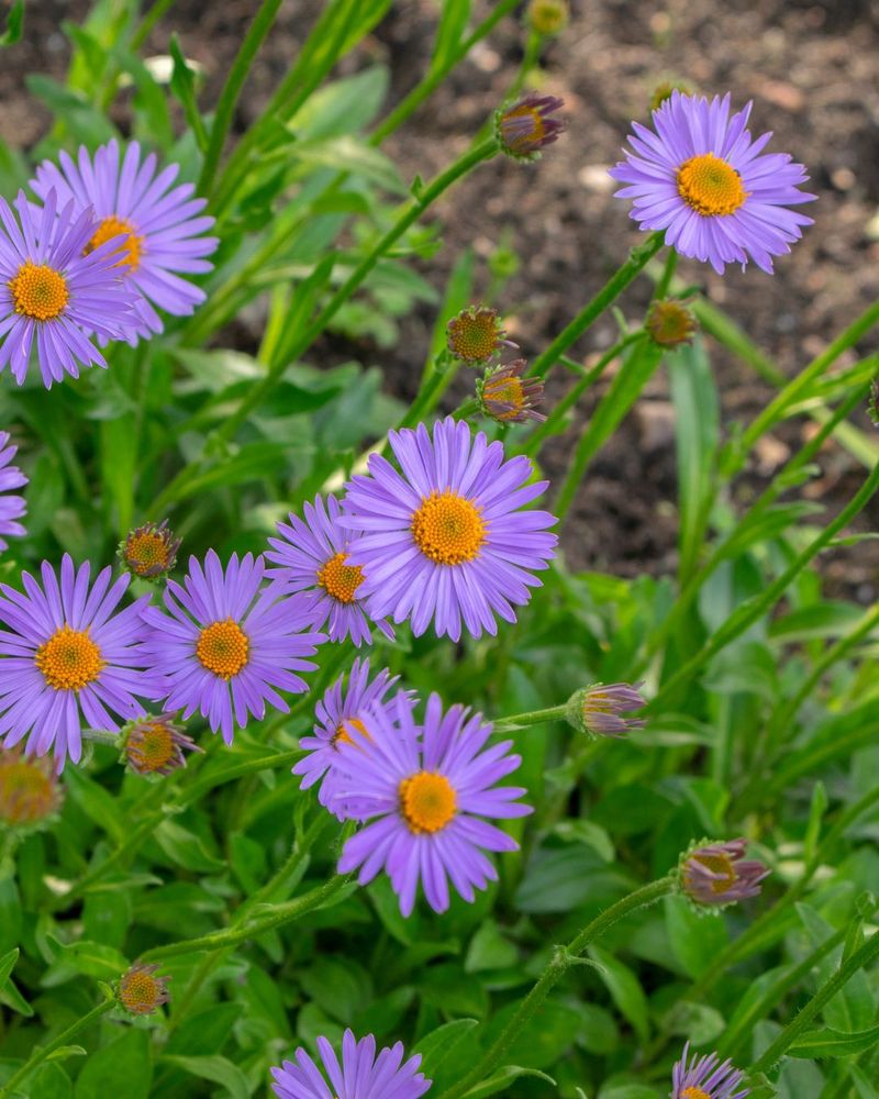 Asters Take Advantage Of Warm Late-Summer Ground Asters Take Advantage Of Warm Late-Summer Ground