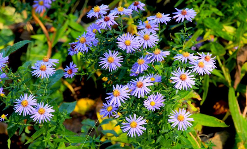 Asters Asters