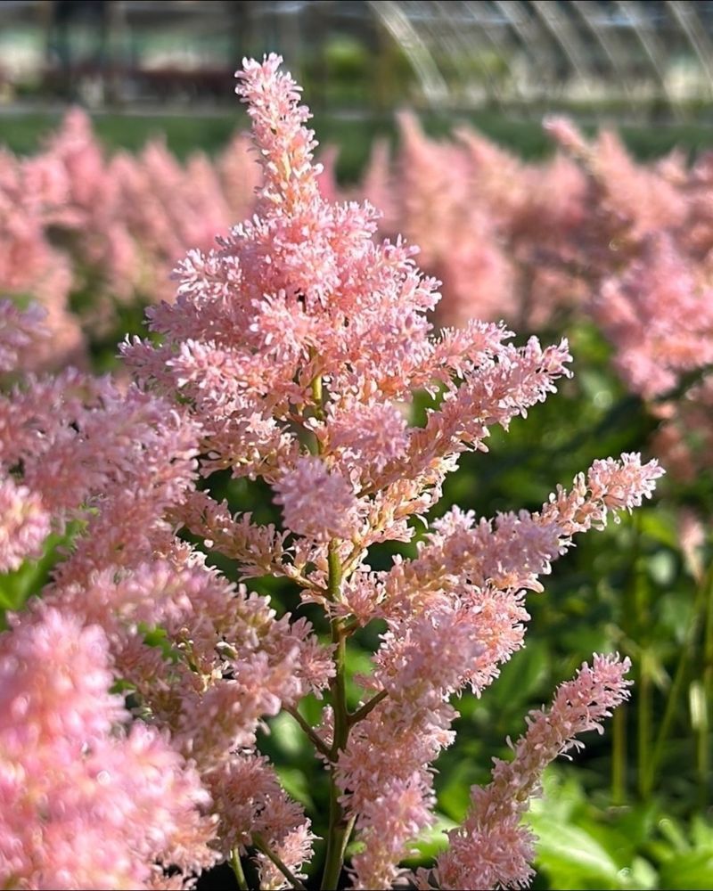 Astilbe Astilbe