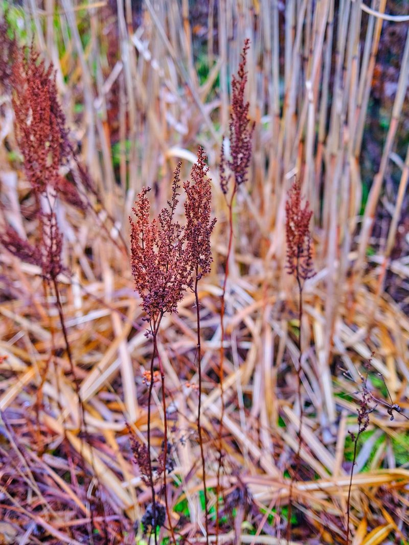 Astilbe Astilbe