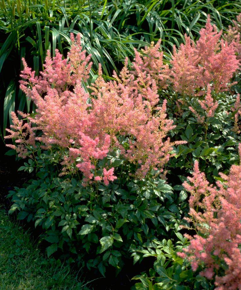 Astilbe