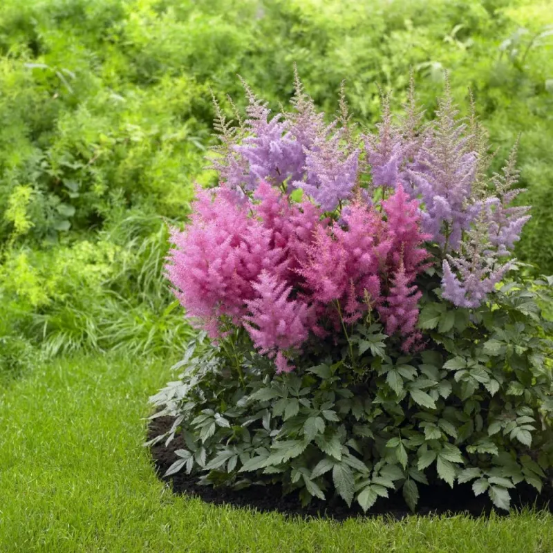 Astilbe Can Be Divided After Its Summer Flowers Have Finished