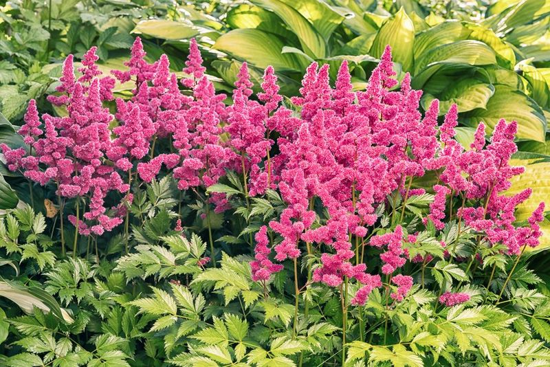 Astilbe Struggles When Fresh Divisions Dry Out Astilbe Struggles When Fresh Divisions Dry Out