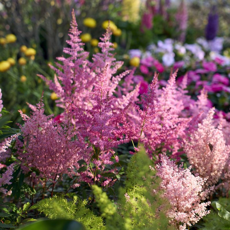 Astilbe