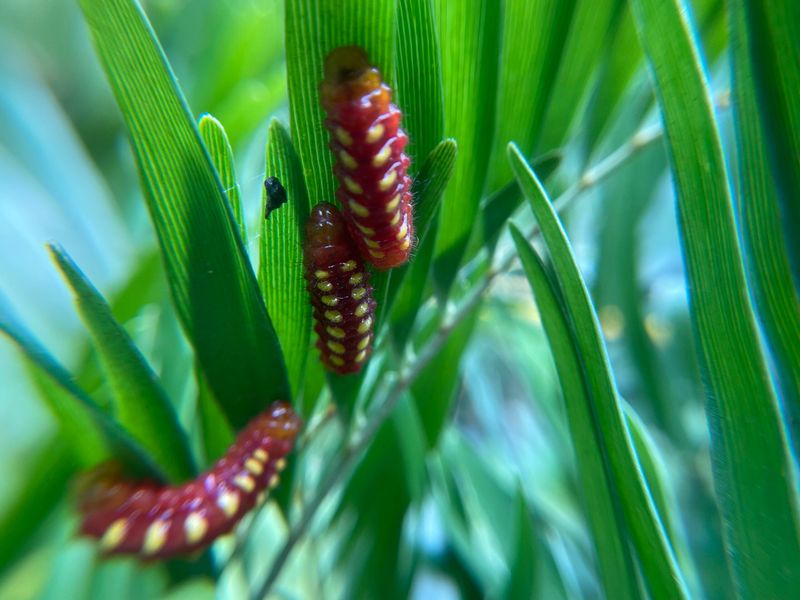 Atala Caterpillar Damage Is Easy To Mistake For A Plant In Trouble Atala Caterpillar Damage Is Easy To Mistake For A Plant In Trouble