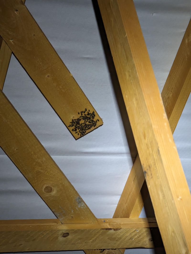 Attics Are Prime Hideouts