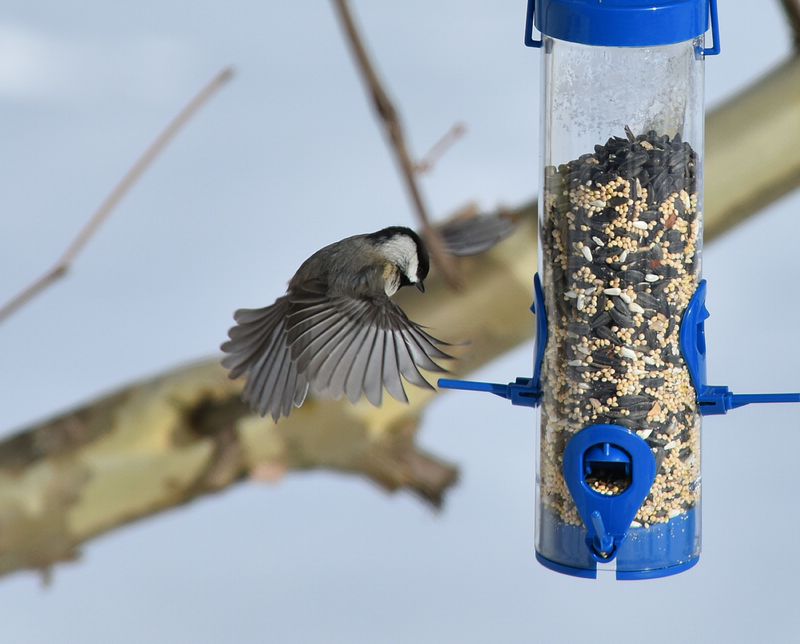 Attract Birds With Feeders Near The Garden Attract Birds With Feeders Near The Garden