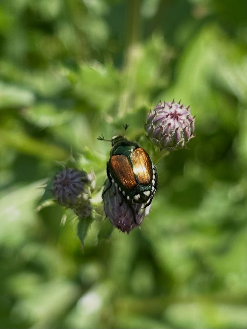 August Adults Started Developing Last Year