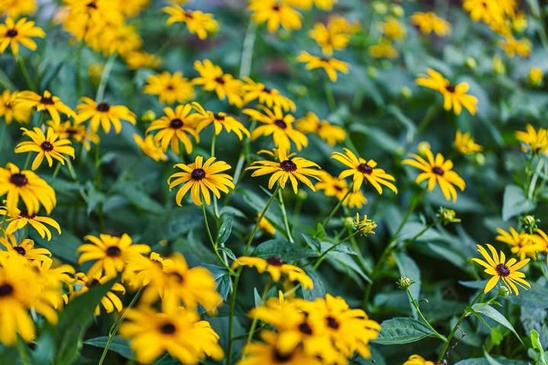 August Blooms Make Every New Plant Stand Out August Blooms Make Every New Plant Stand Out