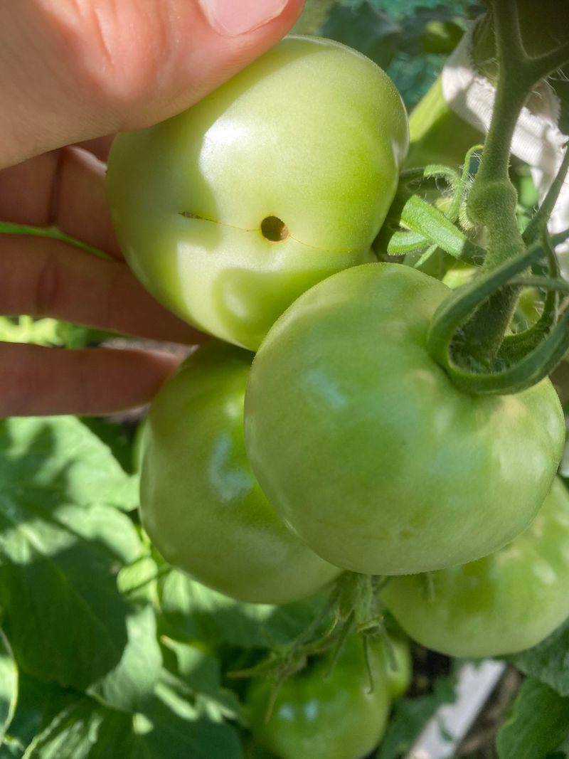 August Brings Tomato Fruitworm Into Focus