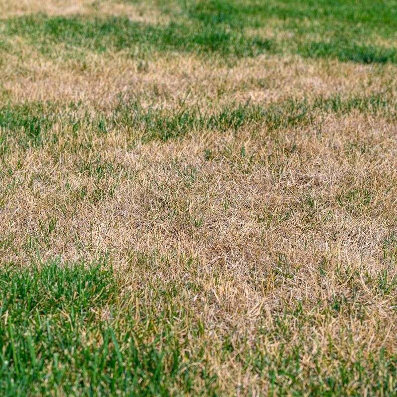 August Brown Patches Need The Right Diagnosis