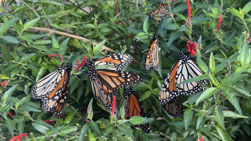 August Butterfly Activity Does Not Necessarily Signal Monarch Migration