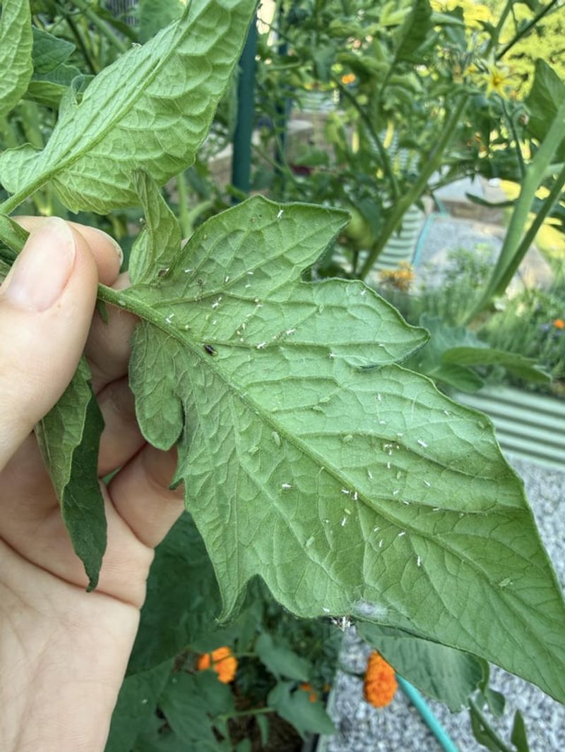 August Can Increase Pest And Disease Pressure August Can Increase Pest And Disease Pressure