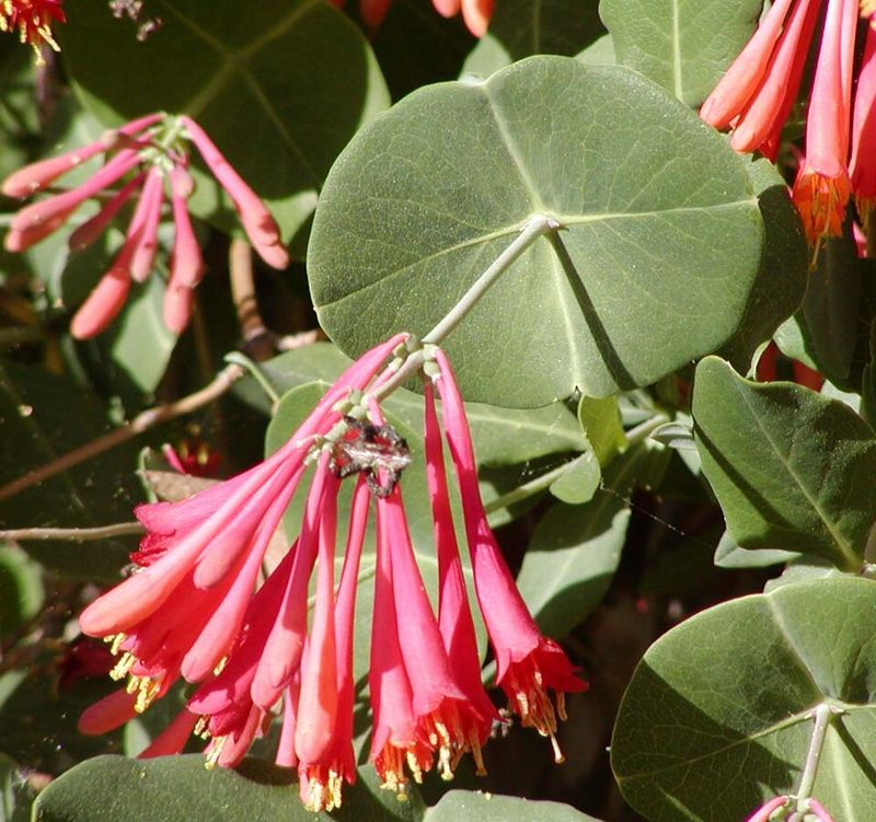 August Cuts Can Remove Blooms August Cuts Can Remove Blooms