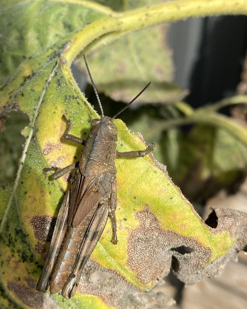 August Grasshoppers Usually Reflect Weather And Timing August Grasshoppers Usually Reflect Weather And Timing