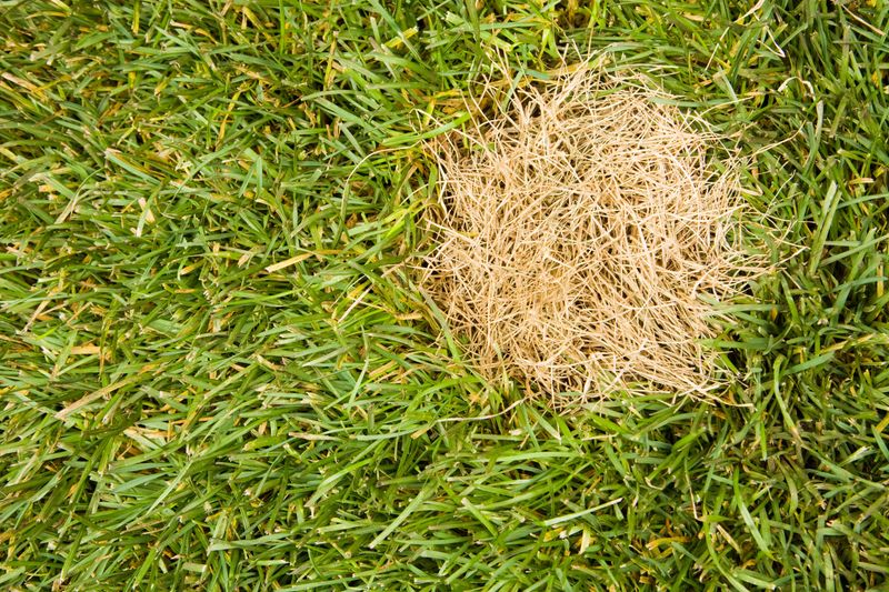 August Grubs Gather Where Turf Roots Offer Easy Feeding August Grubs Gather Where Turf Roots Offer Easy Feeding