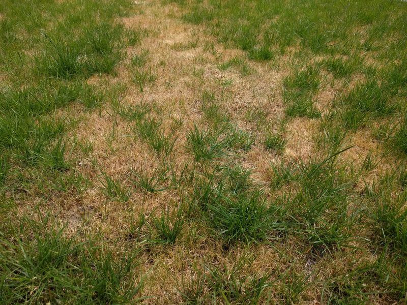 August Heat And Dry Soil Stress Lawns August Heat And Dry Soil Stress Lawns
