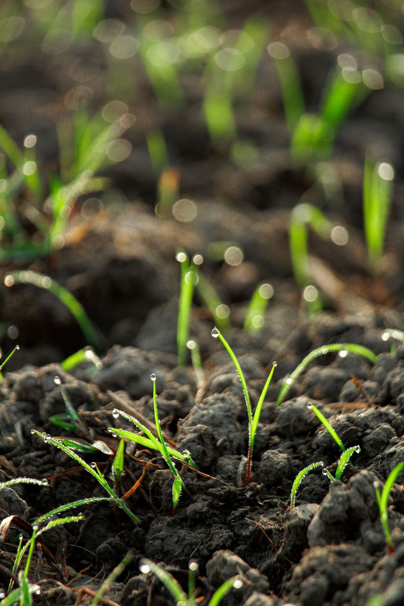 August Heat And Rain Create Perfect Germination Conditions August Heat And Rain Create Perfect Germination Conditions