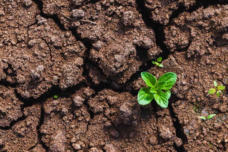 August Heat Can Leave The Seedbed Too Dry