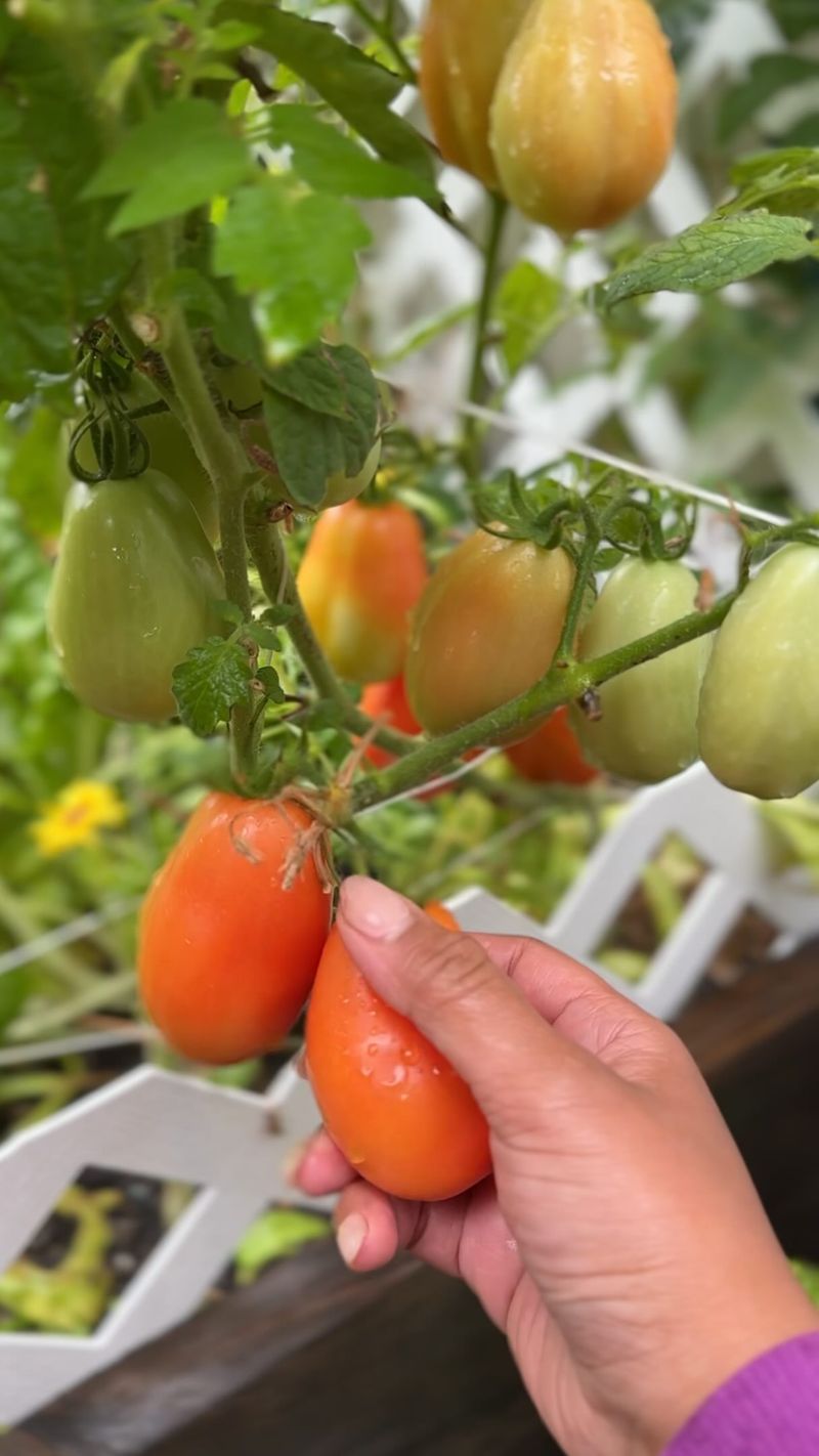 August Heat Can Put Ripening On Hold August Heat Can Put Ripening On Hold