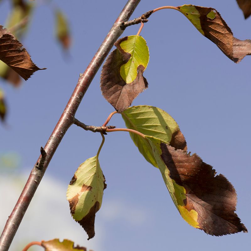 August Heat Increases Water Demand